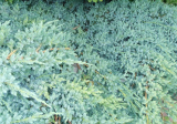 JALOVEC ŠUPINATÝ - Juniperus squamata ´Blue Carpet´