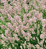 LEVANDULE RŮŽOVÁ - Lavandula angustifolia ´Rosea´
