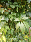 PŘÍSAVNÍK PĚTIPRSTÝ - Parthenocissus ´Engelmanii´