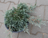 JALOVEC POLEHLÝ - Juniperus horizontalis ´Ice Blue´