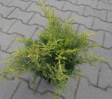 JALOVEC  - Juniperus x media ´Old Gold´