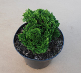 CYPŘIŠEK  - Chamaecyparis obtusa ´Nana Gracilis´