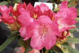 Rhododendron yakushimanum ´Anuschka´ - růžový
