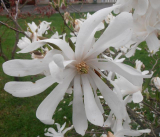 ŠÁCHOLAN BÍLÝ - Magnolia stellata ´Royal Star´