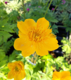 ÚPOLÍN - Trollius chinensis ´Neue hybriden´