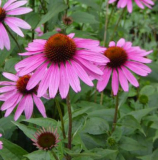 TŘAPATKA RŮŽOVÁ - Echinacea purpurea