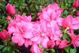 AZALKA RŮŽOVÁ - Rhododendron obtusum ´Rokkoko´ 
