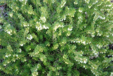VŘESOVEC BÍLÝ - Erica carnea