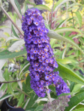 KOMULE TMAVĚ FIALOVÁ - Buddleja davidii ´Black Knight´