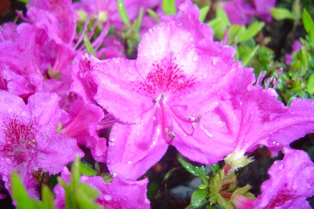 AZALKA FIALOVÁ - Rhododendron obtusum ´Violetta´