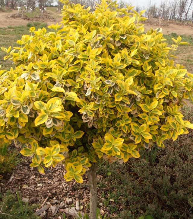 BRSLEN (stromek) - Euonymus fortunei ´Emerald´n Gold