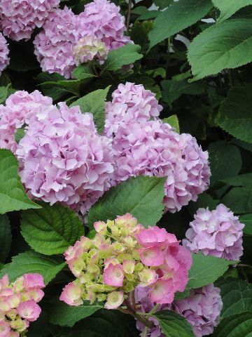 HORTENZIE RŮŽOVÁ - Hydrangea macrophylla