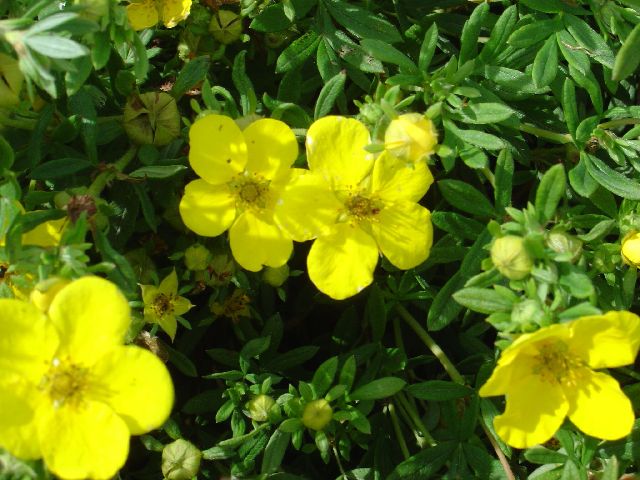 MOCHNA KŘOVITÁ ŽLUTÁ - Potentilla fruticosa ´Goldstar´