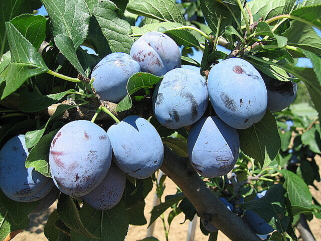 Čačanska lepotica ŠPO
