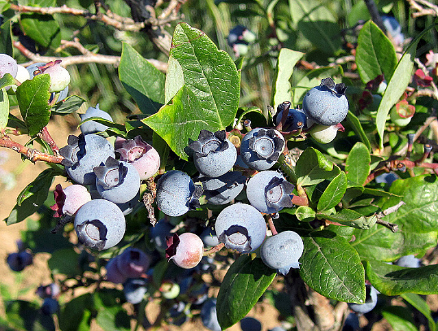 Kanadská borůvka ´Bluegold´
