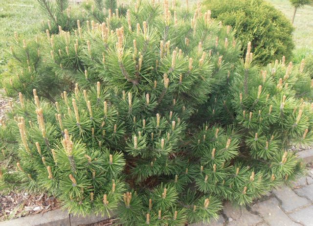 BOROVICE KLEČ - Pinus mugo ´Pumilio´