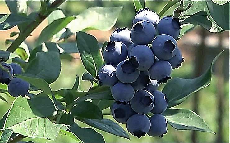 Kanadská borůvka ´Berkeley´