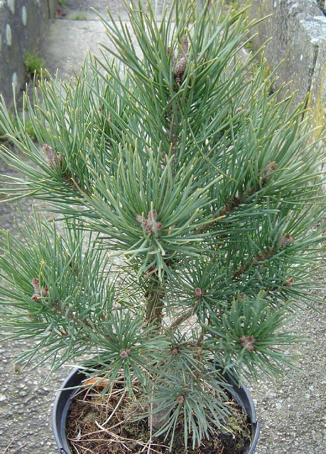 BOROVICE LESNÍ - Pinus sylvestris ´Watereri´