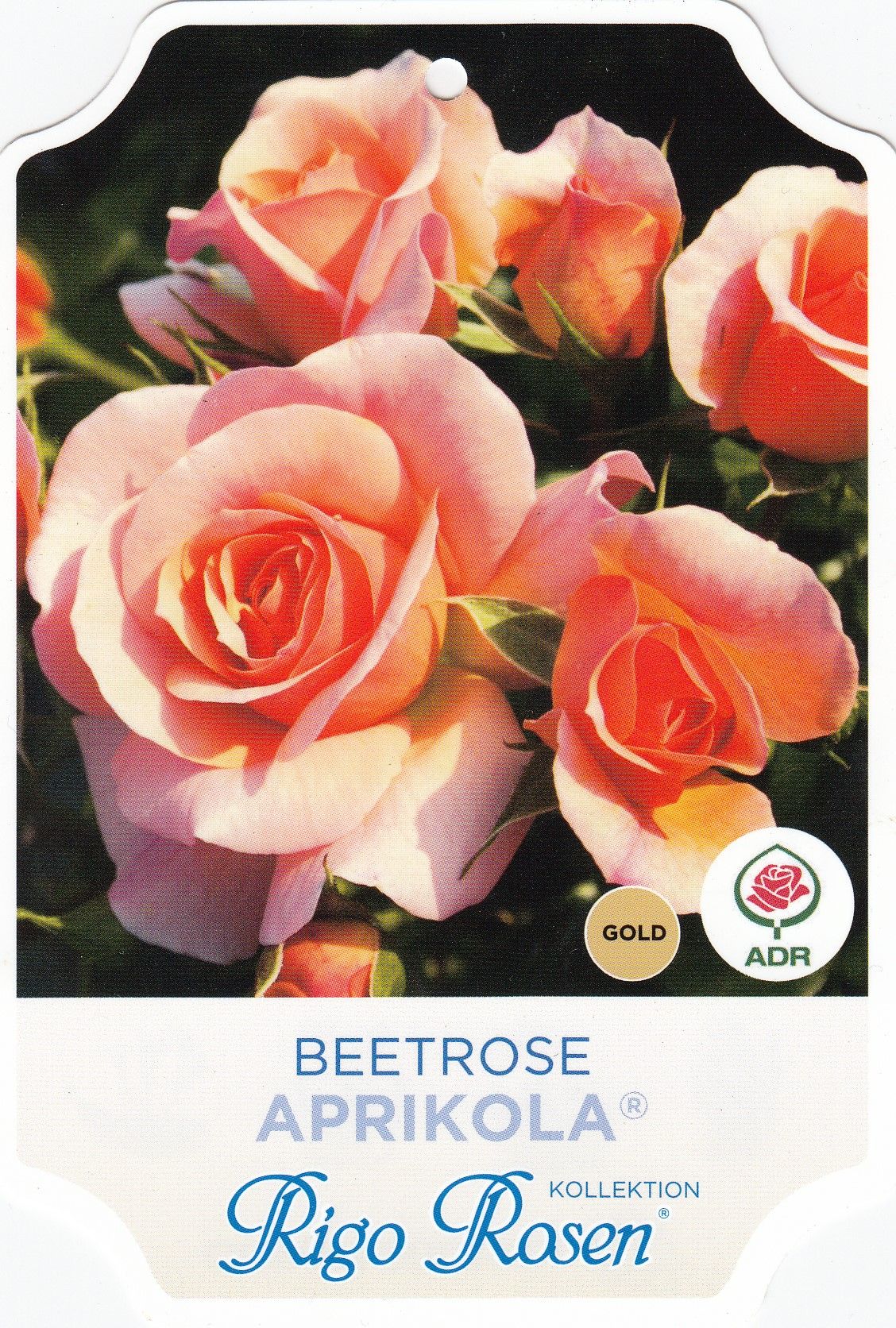 APRIKOLA  ® - oranžová, mnohokvětá