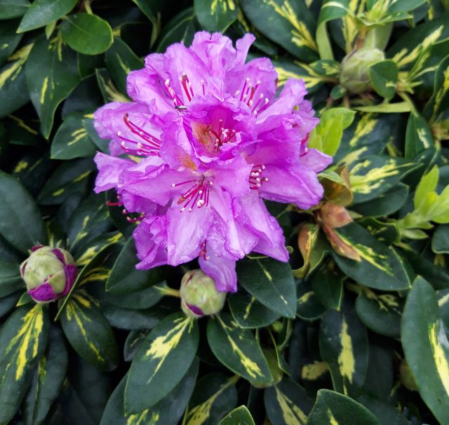 Rhododendron ´Blattgold´- fialový