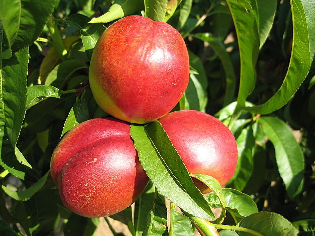 Nektarinka - Crimson Gold