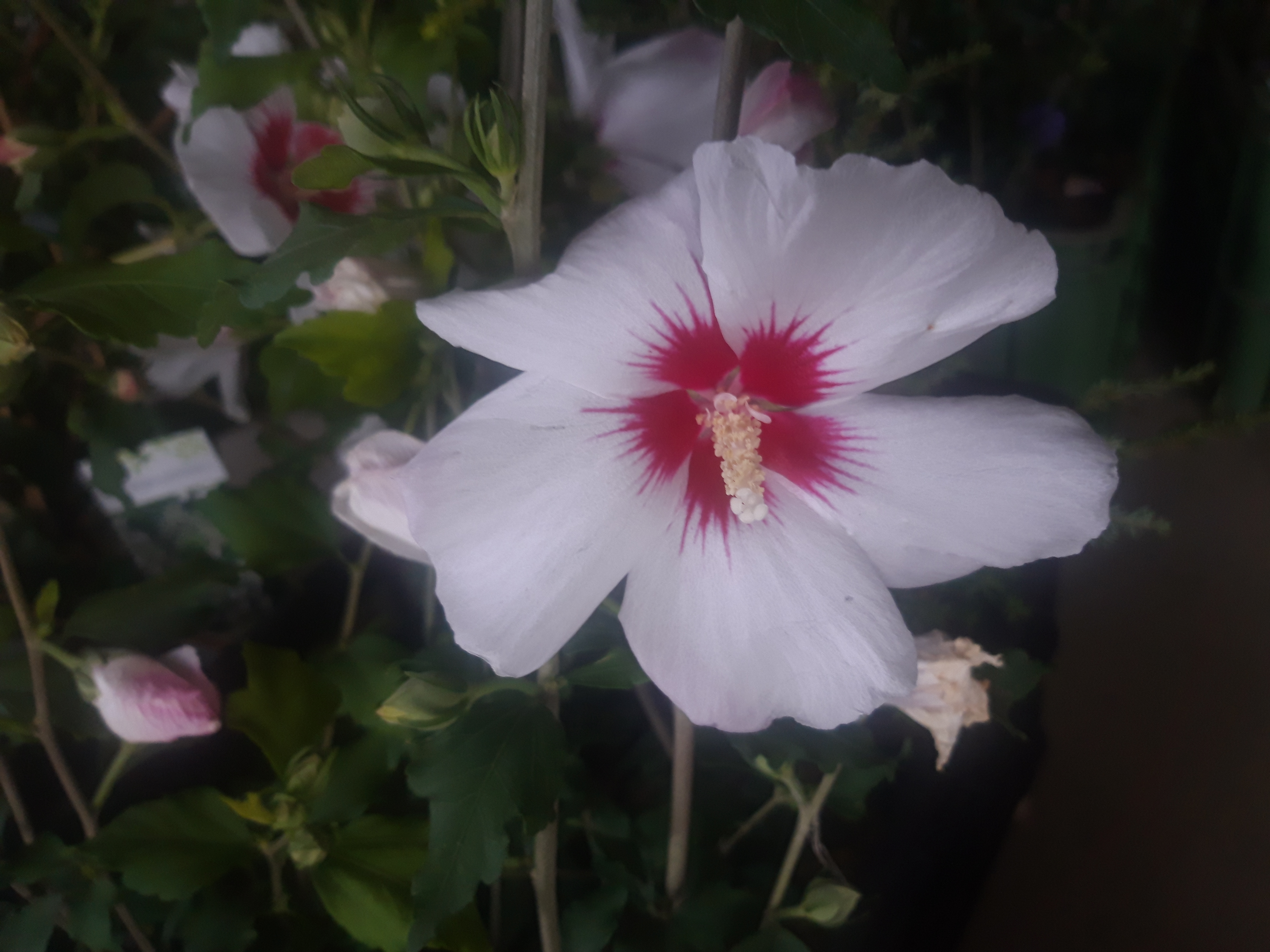 IBIŠEK BÍLÝ S VÍNOVÝM STŘEDEM - Hibiscus syriacus ´Red Heart´