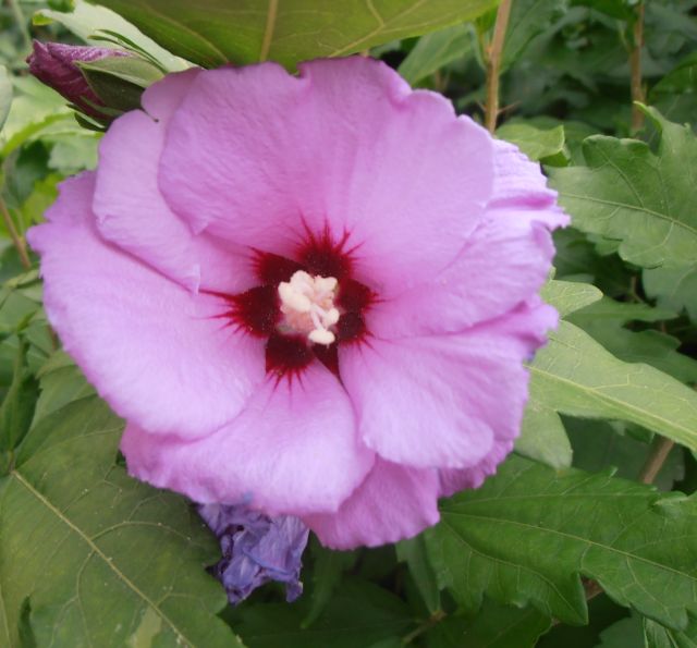 IBIŠEK RŮŽOVÝ S ČERVENÝM OKEM - Hibiscus syriacus ´Woodbridge´