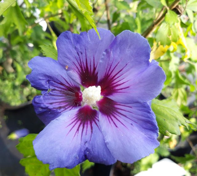 IBIŠEK MODRÝ S VÍNOVÝM STŘEDEM - Hibiscus syriacus ´Oiseau Bleu´