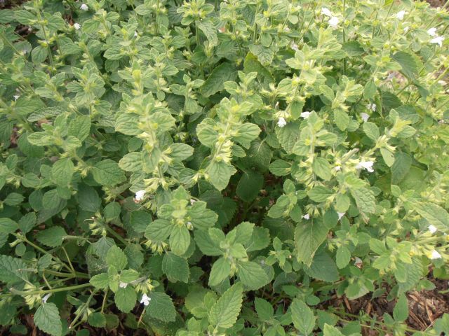 MEDUŇKA - Melissa officinalis ´Relax´ 