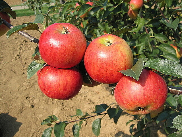 Rubinola ZK