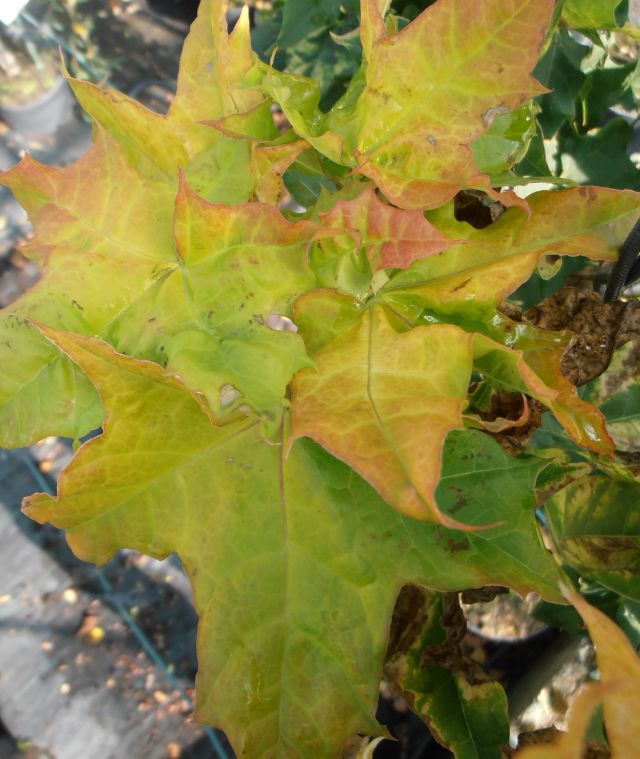 JAVOR MLÉČ - ŽLUTOLISTÝ - Acer platanoides ´Golden Globe´