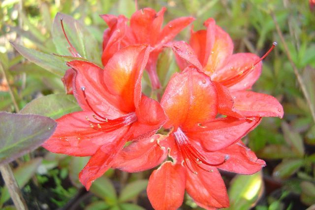 AZALKA ČERVENÁ - Azalea ´Doloroso´