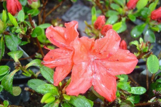 AZALKA SV. ČERVENÁ - Rhododendron obtusum ´Radja´