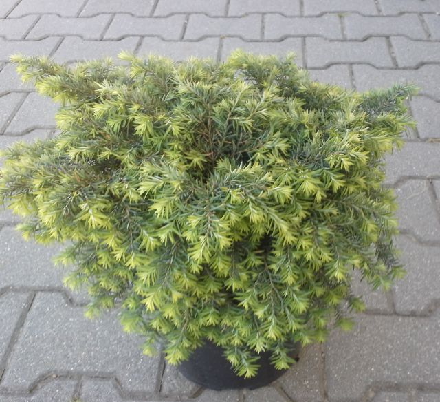 JEDLOVEC - Tsuga canadensis ´Jeddeloh´