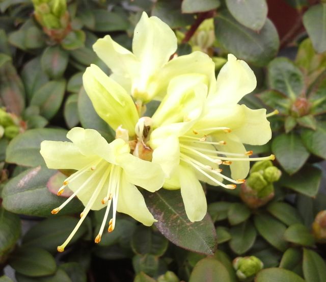 Rhododendron hanceanum ´Princess Anne´