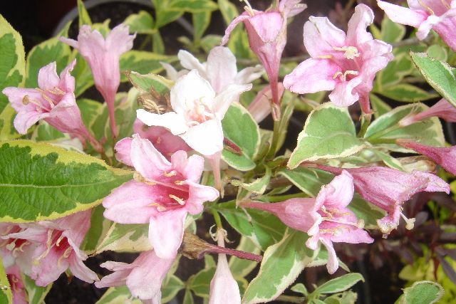 VAJGÉLIE RŮŽOVÁ - Weigela ´Nana Variegata´