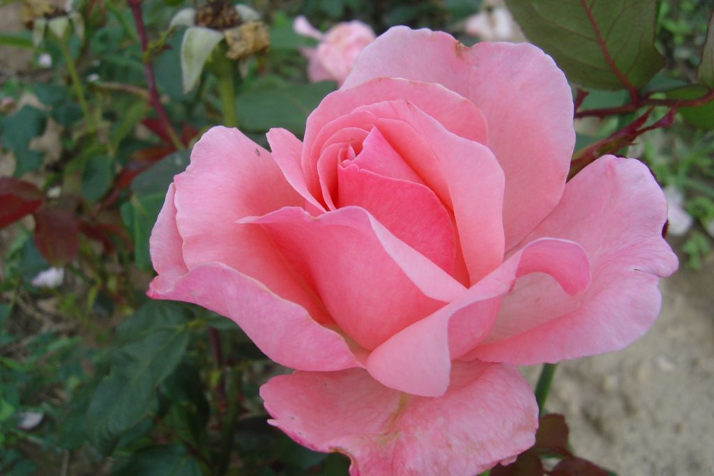Queen Elizabeth 