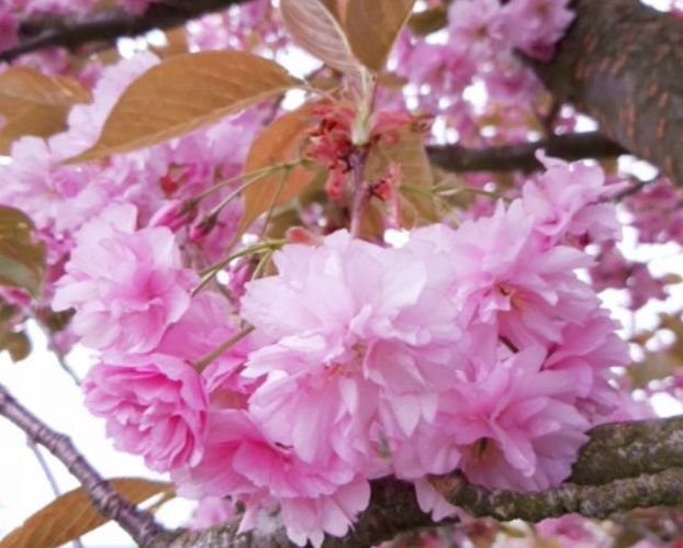 SAKURA - Prunus serrulata ´Kanzan´