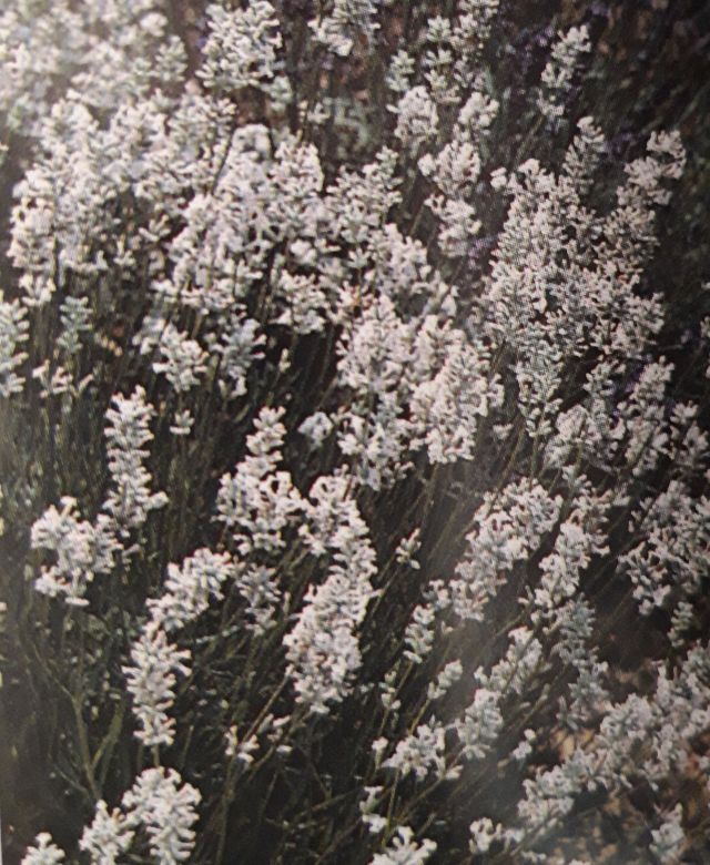 LEVANDULE BÍLÁ - Lavandula angustifolia 