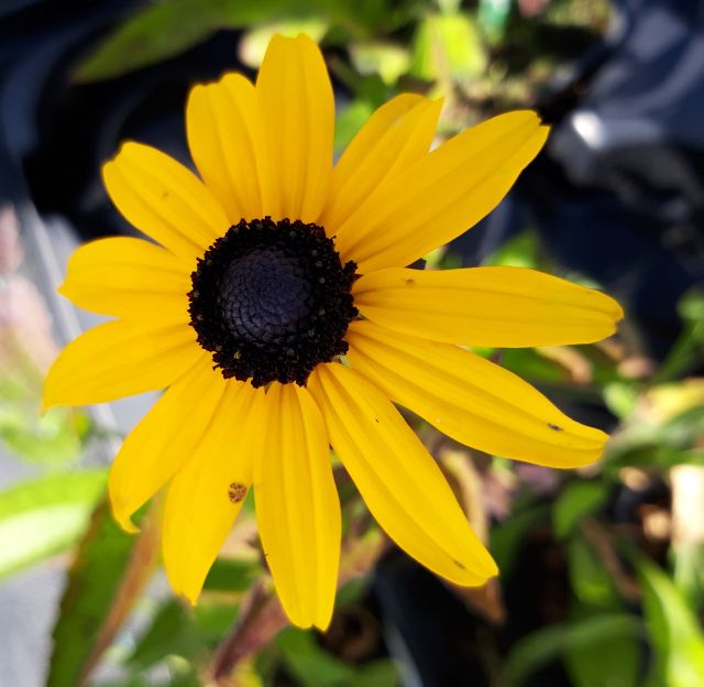 TŘAPATKA - Rudbeckia fulgida ´Goldsturm´