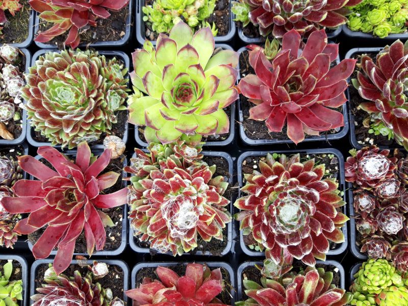 NETŘESK  - MIX BAREV - Sempervivum 