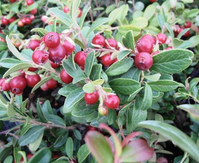 Brusinka ´Red Pearl´
