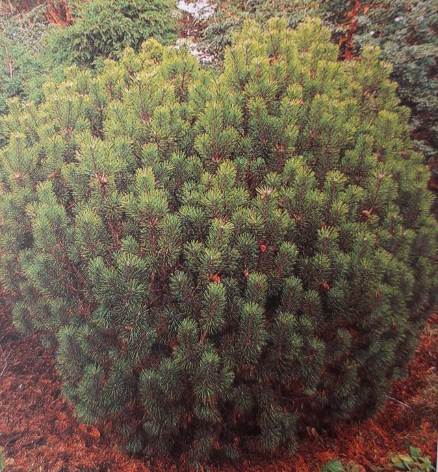 BOROVICE KLEČ - Pinus mugo ´Mops´