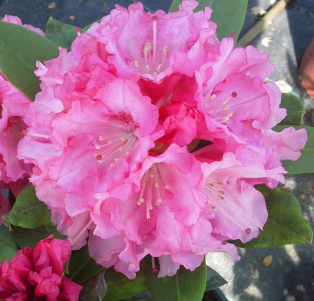 Rhododendron yakushimanum  ´Sneezy´- růžový
