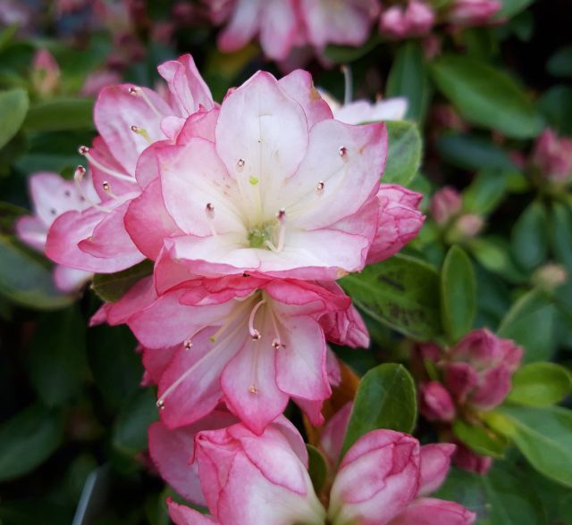 AZALKA BÍLÁ, RŮŽOVÝ LEM - Rhododendron obtusum ´Peggy Ann´