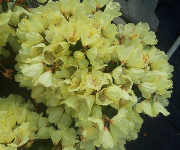 Rhododendron keiskei ´Wren´ - žlutý