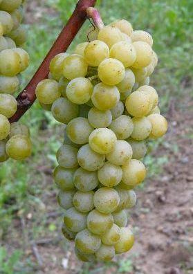 Muscaris - moštové