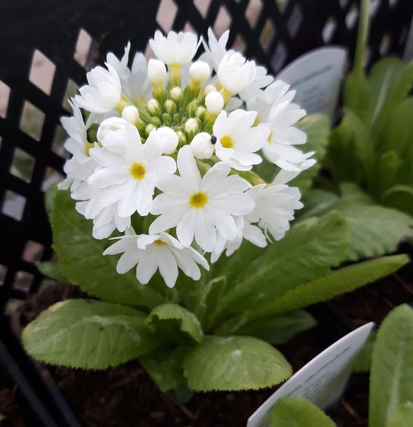 PRVOSENKA - Primula denticulata ´Corolla White´
