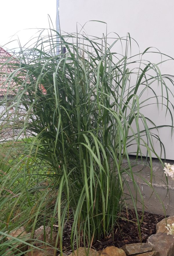 OZDOBNICE - Miscanthus sinensis ´Kaskade´