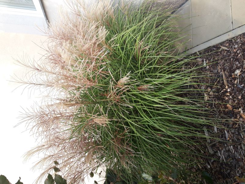 OZDOBNICE - Miscanthus sinensis ´Silberfeder´